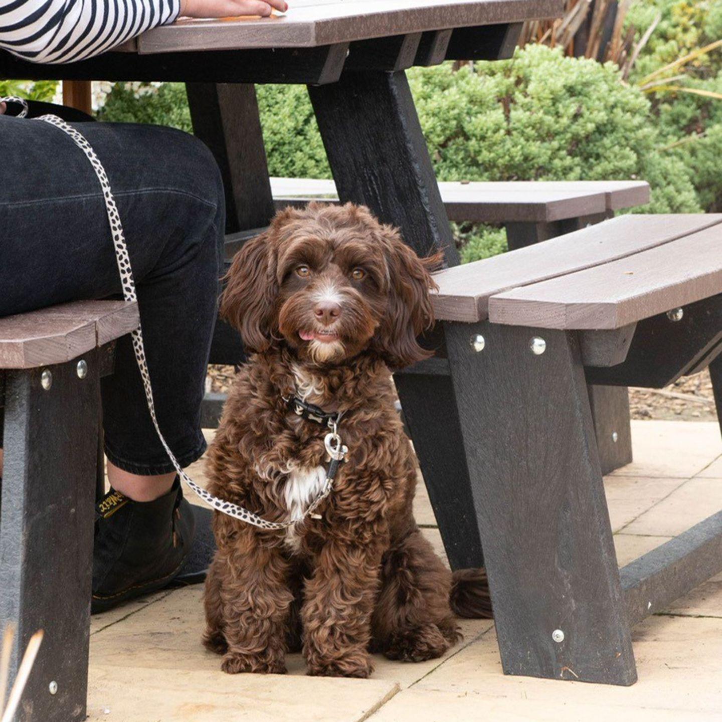 Your local dog friendly pub in Cropston Leicestershire